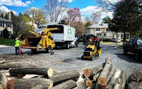 Best Tree Removal Service  in Van, TX