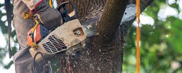 Best Tree Risk Assessment  in Van, TX