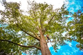 Best Tree Maintenance Programs  in Van, TX