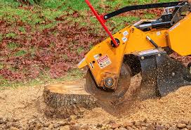 Best Stump Grinding and Removal  in Van, TX