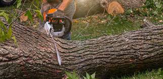 Best Firewood Processing and Delivery  in Van, TX