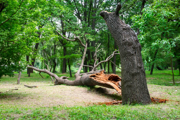 How Our Tree Care Process Works  in  Van, TX