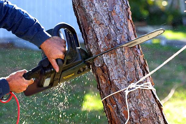 Best Storm Damage Tree Cleanup  in Van, TX