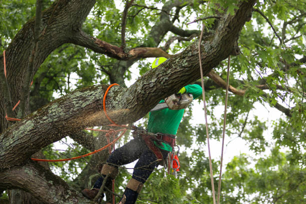 Best Fruit Tree Pruning  in Van, TX