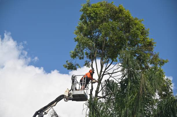 Best Tree Preservation Services  in Van, TX