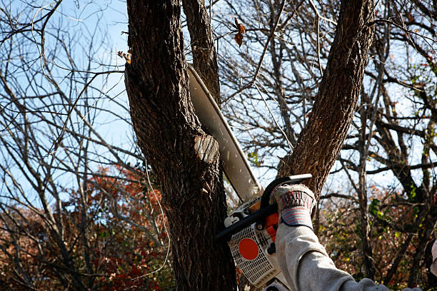 Best Tree Trimming and Pruning  in Van, TX