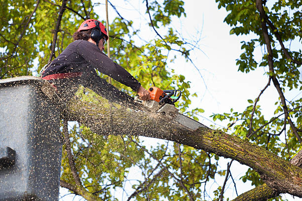 Best Weed Control  in Van, TX