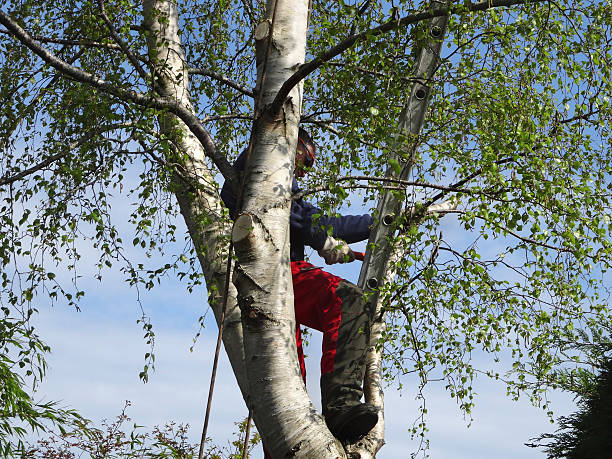 Best Arborist Consultation Services  in Van, TX