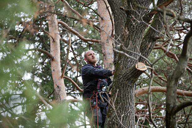 Best Commercial Tree Services  in Van, TX